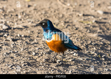 Superber Star (Lamprotornis Superbus) am Boden im Lake Nakuru, Kenia Stockfoto