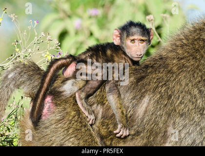 Baby olive Baboon (papio Anubis) auf der Rückseite des ein Erwachsener Pavian, Lake Nakuru, Kenia Stockfoto