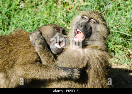 Zwei Ölbäume Paviane (papio Anubis) kämpfen, Lake Nakuru, Kenia Stockfoto