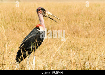 Marabu, Masai Mara National Reserve, Kenia Stockfoto