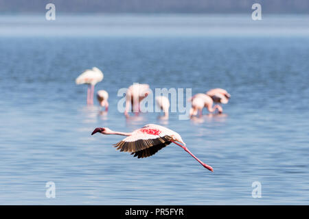 Lesser Flamingo am Lake Nakuru, Kenia fliegen Stockfoto