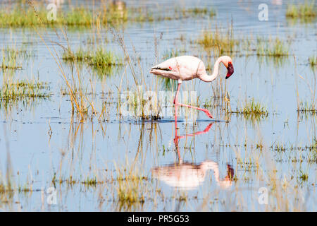 Weniger flamigo in Lake Nakuru, Kenia Stockfoto