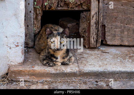 Schöne siamesische Katze vor einem Haus im Dorf schlafen, in der Nähe von Kakteen. Stockfoto