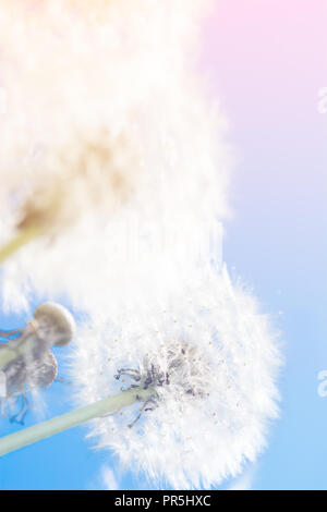 Verträumt Löwenzahn Blowball Blumen gegen Himmel Sonnenuntergang. Pastell Tönen. Makro mit Soft Focus. Zarte transparent luftigen Elegante künstlerisches Bild der Feder Stockfoto