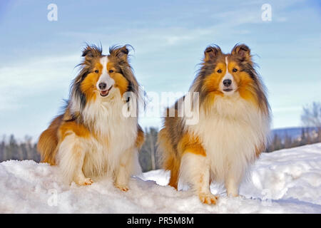 Shetland Sheepdog, zwei gemeinsam auf Schnee, Porträt Stockfoto