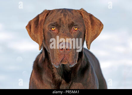 Porträt der Schönen chocolate Labrador Retriever draußen im Schnee, an sonnigen Wintertag. Stockfoto