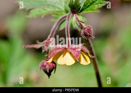 X Hybrid Avens (geum Intermedium), eine Nahaufnahme der Blüte. Die Anlage und die Knospen aussehen wie Wasser Avens aber die Blumen öffnen sich wie Holz Avens. Stockfoto