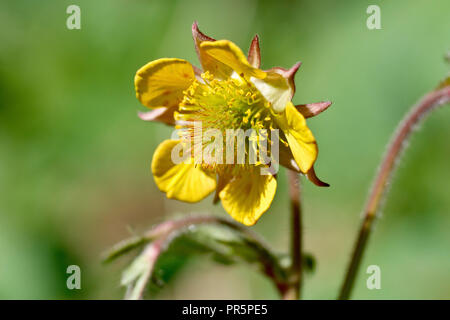X Hybrid Avens (geum Intermedium), eine Nahaufnahme der Blüte. Die Anlage und die Knospen aussehen wie Wasser Avens aber die Blumen öffnen sich wie Holz Avens. Stockfoto