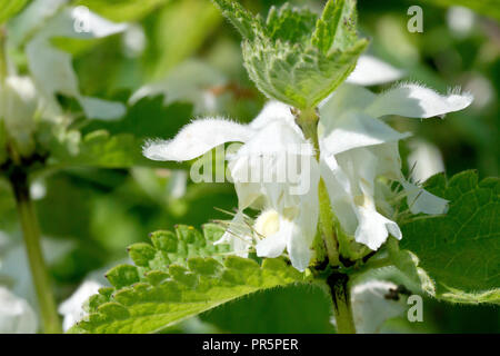 (White Deadnettle Lamium Album), in der Nähe des Rings der Blumen rund um den Hauptstamm. Stockfoto