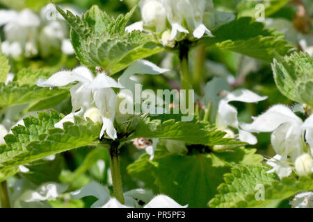 (White Deadnettle Lamium Album), der eine einzelne Blume Leiter von vielen. Stockfoto