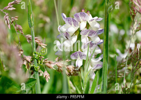 Holz Wicke (vicia sylvatica); Nahaufnahme eines Clusters von Blumen nach oben drücken durch das Unterholz. Stockfoto