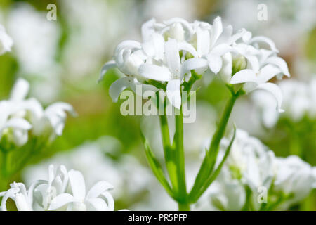 Waldmeister oder süß Waldmeister (galium Odoratum), Nahaufnahme einer Blüte von vielen. Stockfoto