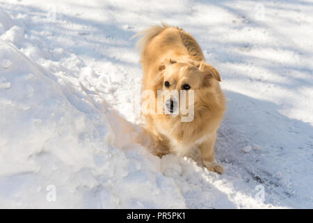 Kleine Hund in einem Mantel bekleidet Spaziergänge im Winter Holz. Stockfoto