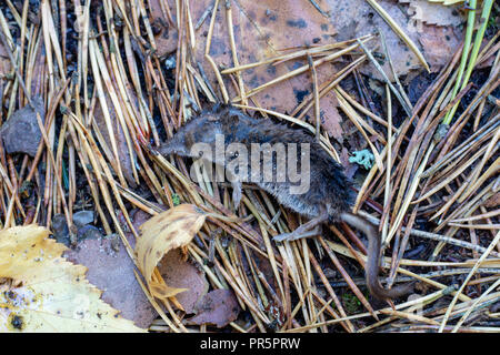 Eine tote Maus in den Wald. Auf dem Waldweg Nagetier. Jahreszeit der Herbst. Stockfoto