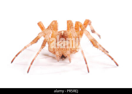 Weibliche Spinne Kreuzritter (Araneus Diadematus) isoliert auf weiss. Close-up Stockfoto