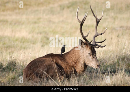 Roter Hirsch Reh im Sonnenschein Inhalt ruht mit einem Besucher auf seiner Rückseite Stockfoto