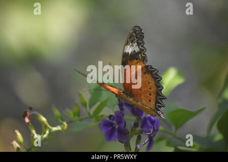 Absolut schön einen orangefarbenen Distelfalter Schmetterling. Stockfoto