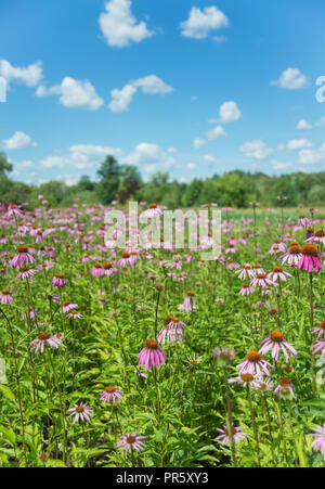 Große Plantage von Heilpflanzen Echinacea purpurea draußen vor blauem Himmel Stockfoto