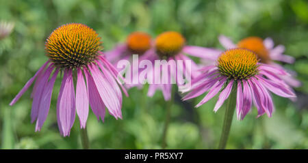 Severalpink Blumen von Arzneipflanzen und Honig pflanze Echinacea Purpurea closeup draußen Stockfoto