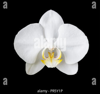 Single elegante Blume eines weißen Phalaenopsis Orchidee auf schwarzem Hintergrund Stockfoto