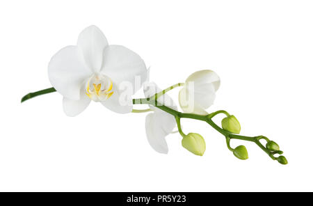 Weiß Blume einer Phalaenopsis Orchidee mit mehreren Blüten an einem Zweig, auf weißem Hintergrund Stockfoto