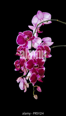 Reichen Zweig der dunkle Rote Orchidee Phalaenopsis Blumen close-up, auf einem schwarzen Hintergrund, Bild vertikal Stockfoto