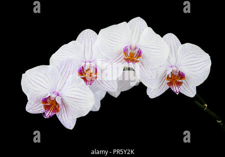 Zweig der weißen Orchideen Phalaenopsis Blume mit lila Streifen close-up, auf einem schwarzen Hintergrund isoliert Stockfoto
