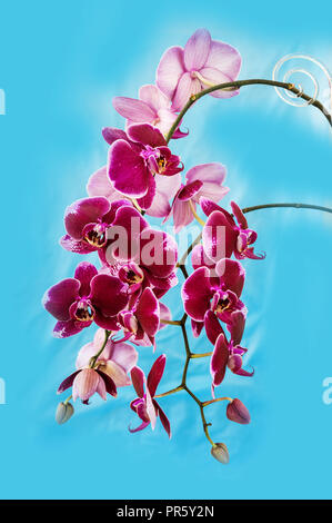 Reichen Zweig der dunkle Rote Orchidee Phalaenopsis Blumen close-up, auf einem blauen Hintergrund, Bild vertikal Stockfoto