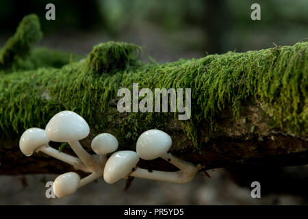 Porzellan Pilz wachsen auf gefallen und Moos bedeckt Zweig ist am späten Nachmittag Sonnenlicht beleuchtet Stockfoto