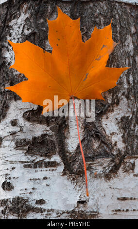 Maple Leaf orange Farbe hängen an Birke Stockfoto