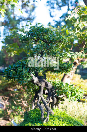 Japanische Bonsai in einem japanischen Garten mit einem strahlenden Sonne. Stockfoto
