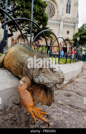 Iguana in Seminario Park, bekannt als Leguane Park, Guayaquil, Provinz Guayas, Ecuador Stockfoto