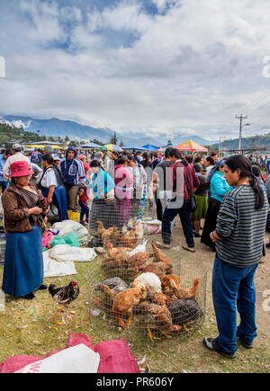 Samstag, Viehmarkt, Otavalo, Provinz Imbabura, Ecuador Stockfoto