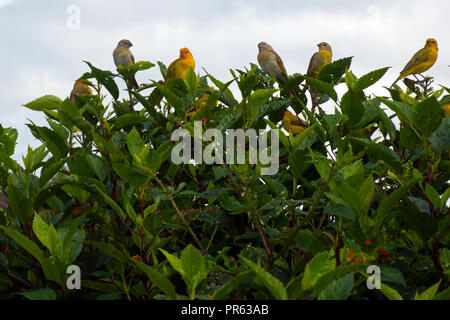 Safran Finken, Sicalis flaveola, Venda Nova do Imigrante, Espirito Santo, Brasilien Stockfoto