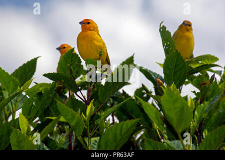 Männlich Safran Finken, Sicalis flaveola, Venda Nova do Imigrante, Espirito Santo, Brasilien Stockfoto