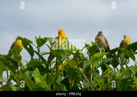 Safran Finken, Sicalis flaveola, Venda Nova do Imigrante, Espirito Santo, Brasilien Stockfoto