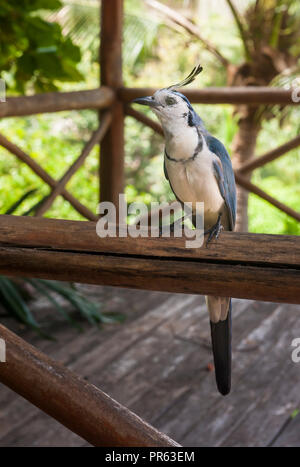 White throated Elster Eichelhäher sitzt auf einem holzgeländer nach vorne zeigt. Stockfoto