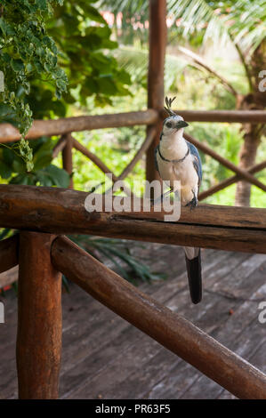 White throated Elster Eichelhäher sitzt auf einem holzgeländer in einem tropischen Garten Stockfoto