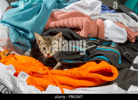 In Wäscherei Kätzchen Stockfoto