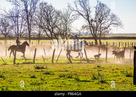 Gaucho in einem Rodeo mit Kühen Argentinien. Die Pampa in Argentinien Stockfoto