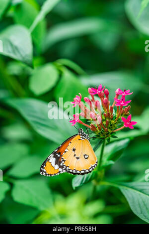 Plain Tiger (Danaus chrysippus) Schmetterling auf Lila Blume in einem botanischen Garten Stockfoto