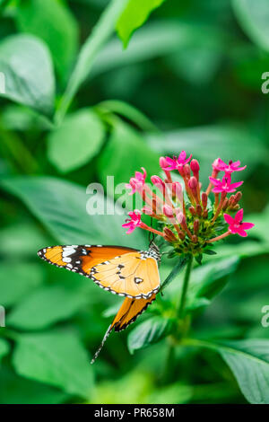 Plain Tiger (Danaus chrysippus) Schmetterling auf Lila Blume in einem botanischen Garten Stockfoto