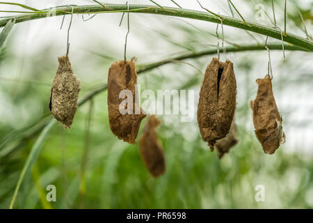 Schmetterling Kokons hängen an einem tropischen Blumenstengel Bereit zum Schlüpfen Stockfoto