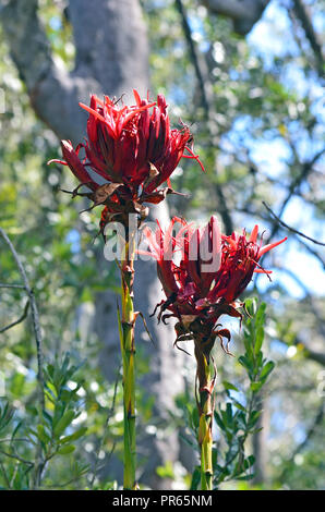 Paar Gymea Lily Blumen, Doryanthes excelsa, wachsen in der sclerophyll Wald im Royal National Park, Grau Point, Sydney. Als die Flamme Lily bekannt Stockfoto