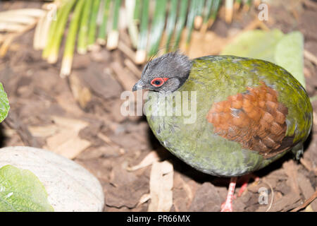 Crested Holz Rebhuhn (Rollulus rouloul), Buchse Stockfoto