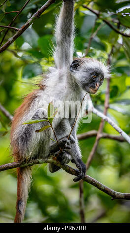 Juvenile Red Colobus Monkey Procolobus Kirkii an Jozani Forest auf der Insel Zanzibar Ostafrika Stockfoto