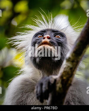 Roten Colobus Affen Procolobus Kirkii an der Jozani Forest auf der Insel Sansibar Ostafrikas Stockfoto