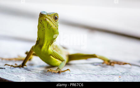 Grüner Baum Eidechse Bronchocoela Cristatella auf einem Holzfußboden Kinabatangan Fluss Sabah Malaysia Borneo Stockfoto