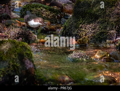 White throated oder Europäischen Pendelarm Cinclus cinclus Jagd für caddis Fliegen Larven und andere Insekten in einem Fluss in die Brecon Beacons Wales UK Stockfoto