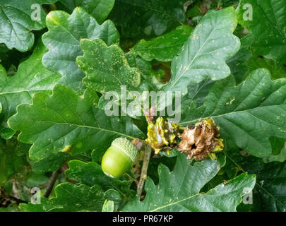 Gallen in eicheln von Eiche in Reaktion auf Knopper Eiche gall Wasp-quercuscalicis Andricus - Somerset UK Stockfoto